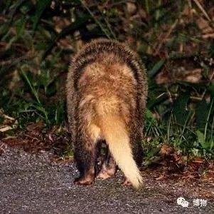 浣熊|浣熊可爱好想养?小心它挠你啊!