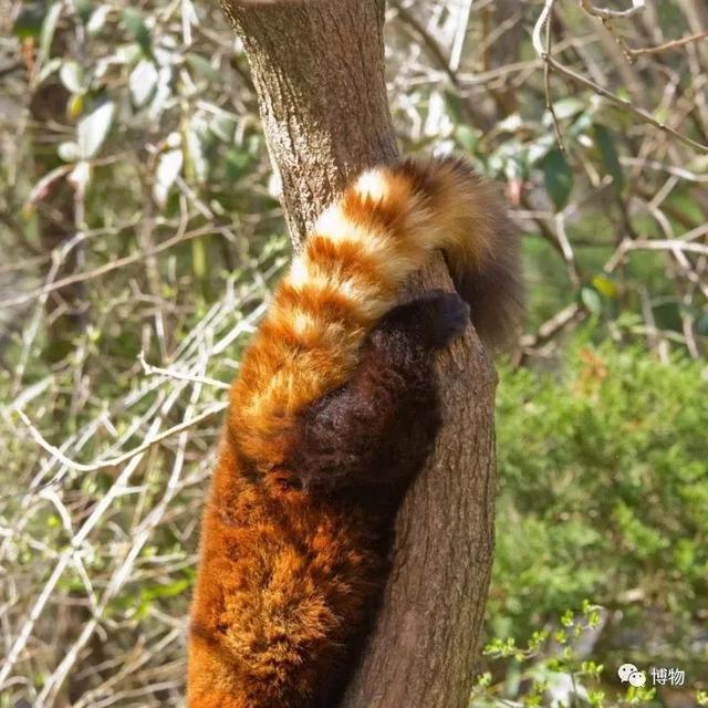 浣熊|浣熊可爱好想养?小心它挠你啊!