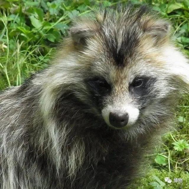 浣熊|浣熊可爱好想养?小心它挠你啊!