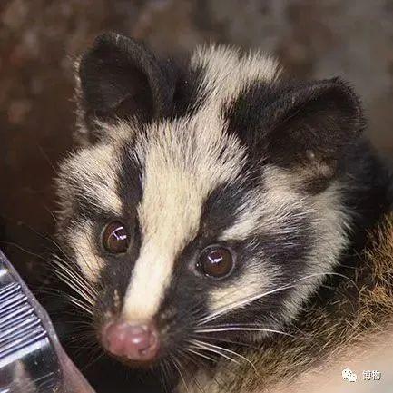 浣熊|浣熊可爱好想养?小心它挠你啊!