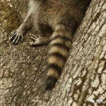 浣熊|浣熊可爱好想养?小心它挠你啊!