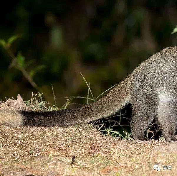 浣熊|浣熊可爱好想养?小心它挠你啊!