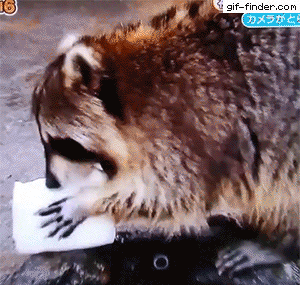 浣熊|浣熊可爱好想养?小心它挠你啊!