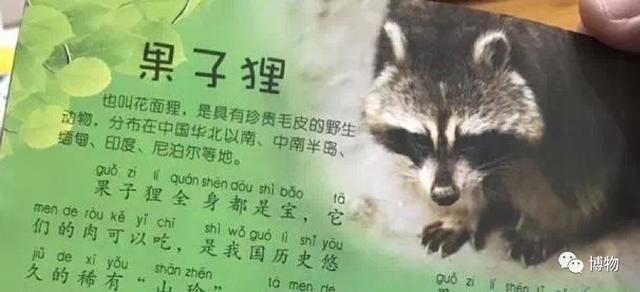 浣熊|浣熊可爱好想养?小心它挠你啊!