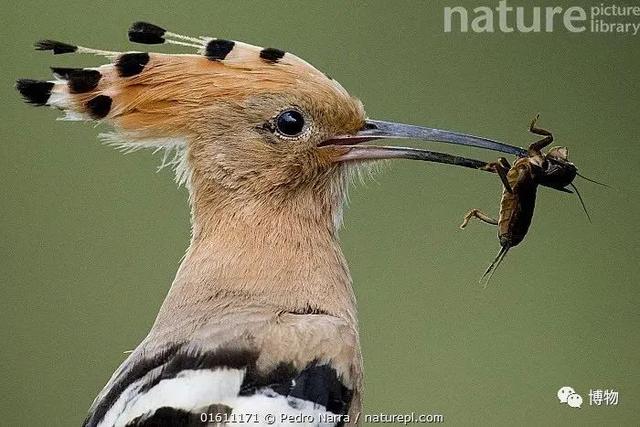 浣熊|浣熊可爱好想养?小心它挠你啊!