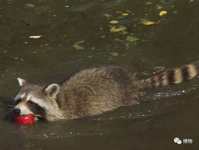 浣熊|浣熊可爱好想养?小心它挠你啊!