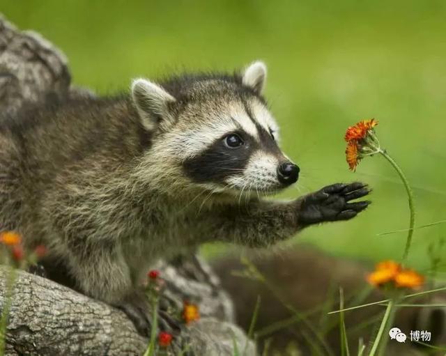 浣熊|浣熊可爱好想养?小心它挠你啊!