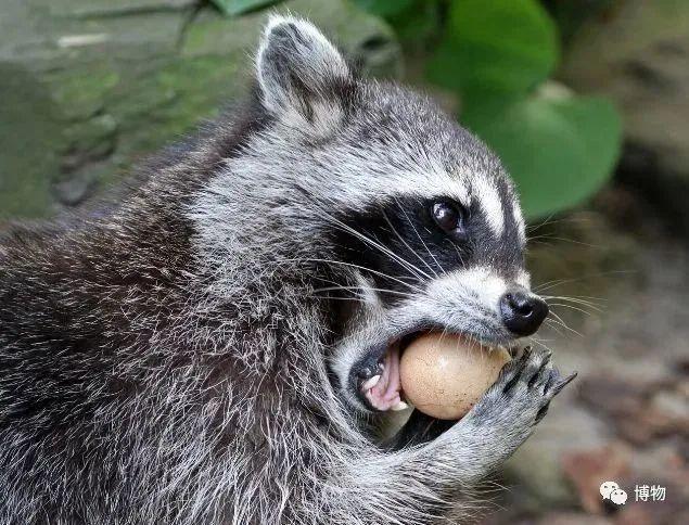 浣熊|浣熊可爱好想养?小心它挠你啊!