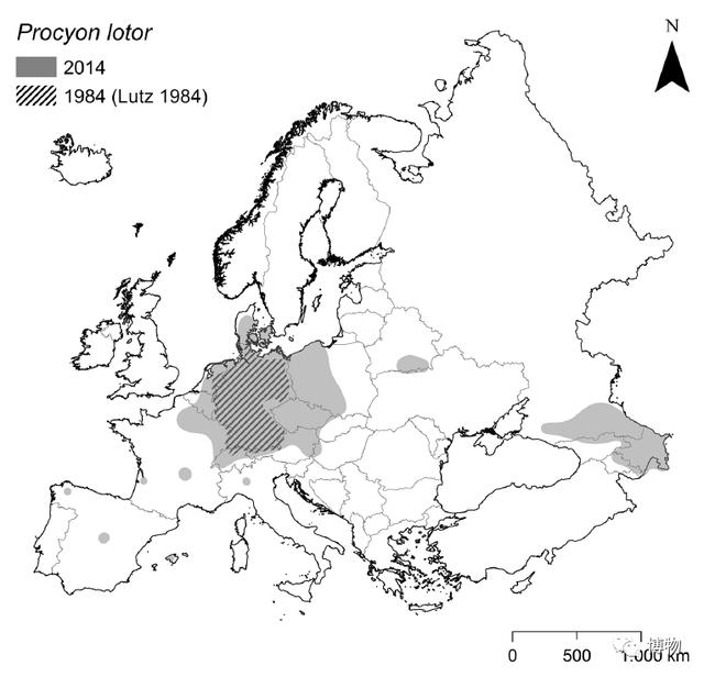 浣熊|浣熊可爱好想养?小心它挠你啊!