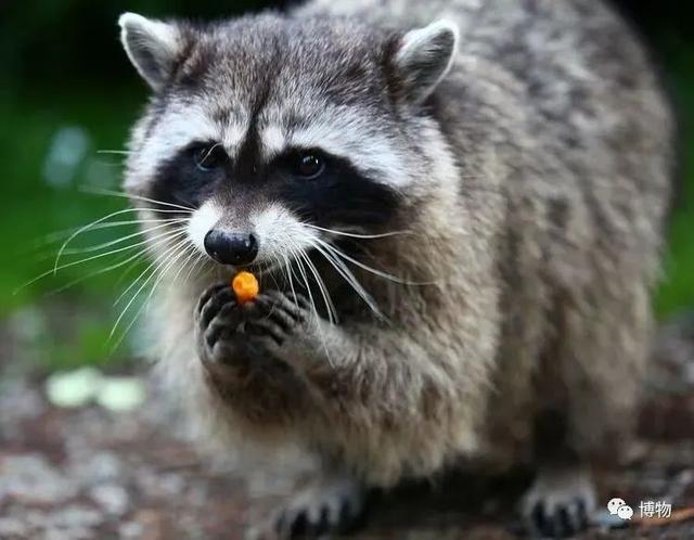 浣熊|浣熊可爱好想养?小心它挠你啊!
