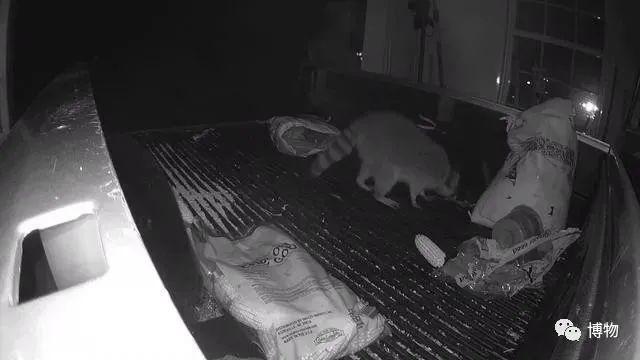 浣熊|浣熊可爱好想养?小心它挠你啊!