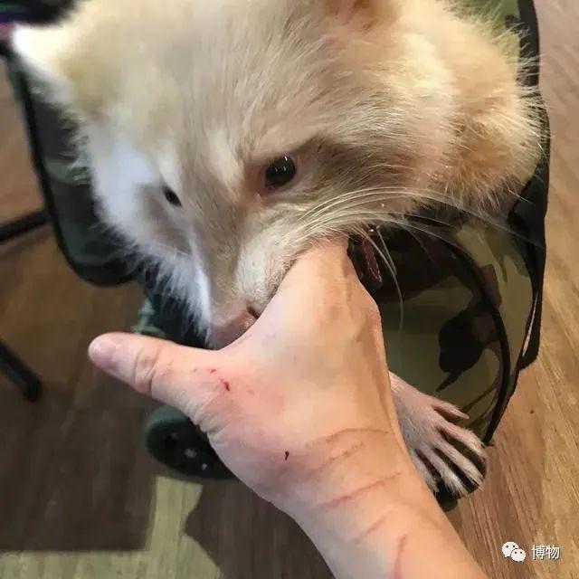 浣熊|浣熊可爱好想养?小心它挠你啊!