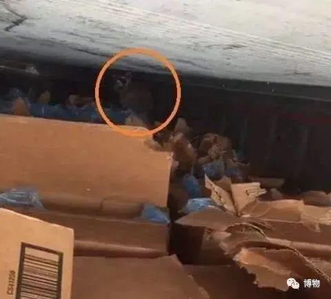 浣熊|浣熊可爱好想养?小心它挠你啊!