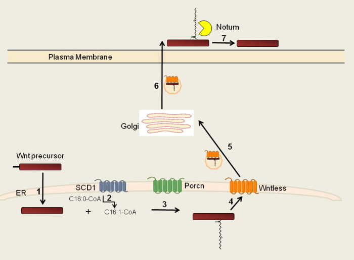 wnt蛋白的棕榈油酰化与分泌.prog lipid res.