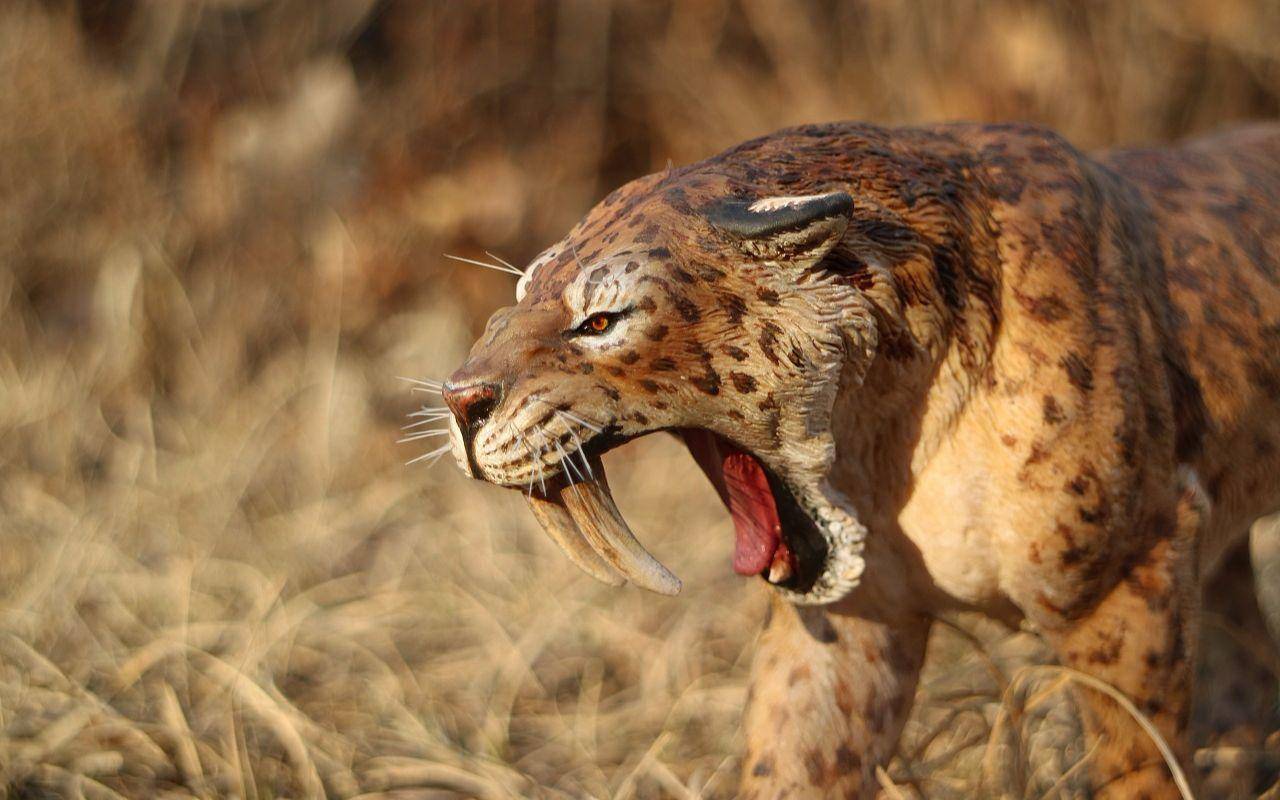 咆哮狰狞露出尖牙齿的老虎展现出威风的一面动物素材