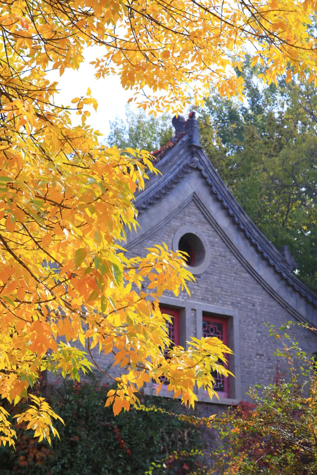 大学|高校“官宣”秋景来了，有你的校园记忆吗？
