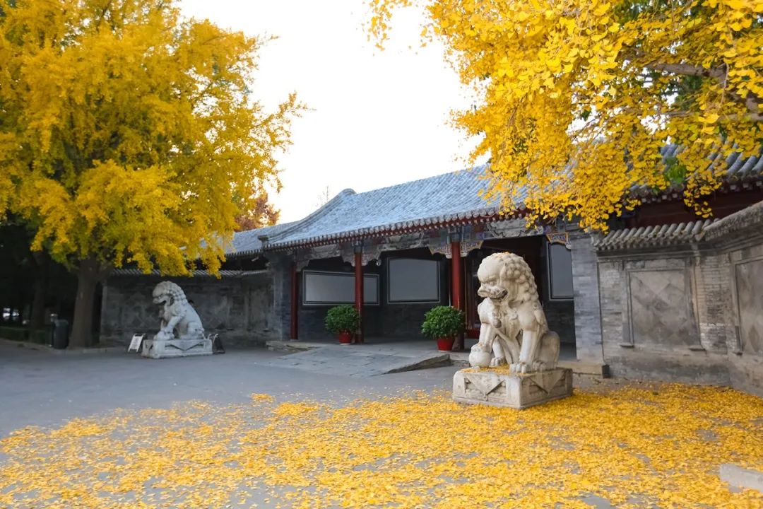 大学|高校“官宣”秋景来了，有你的校园记忆吗？