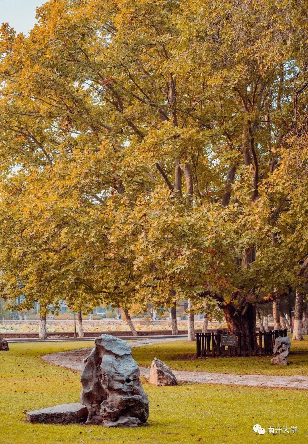 大学|高校“官宣”秋景来了，有你的校园记忆吗？