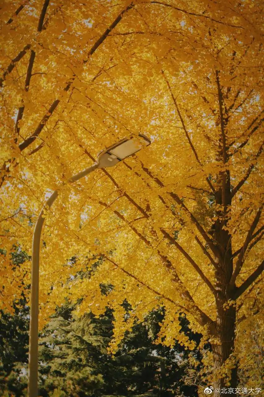 大学|高校“官宣”秋景来了，有你的校园记忆吗？