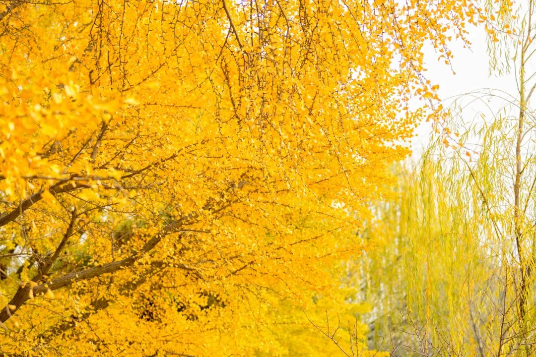 大学|高校“官宣”秋景来了，有你的校园记忆吗？