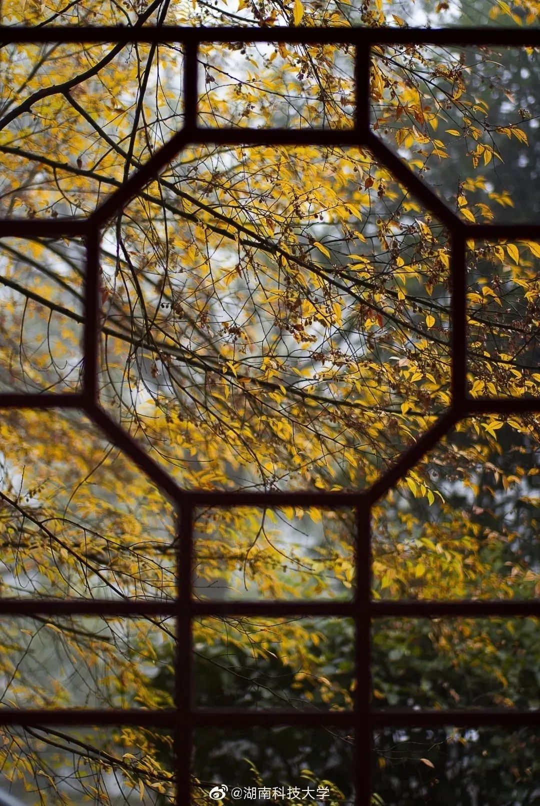 大学|高校“官宣”秋景来了，有你的校园记忆吗？