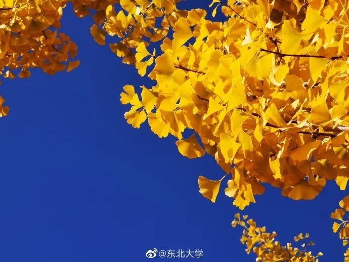 大学|高校“官宣”秋景来了，有你的校园记忆吗？