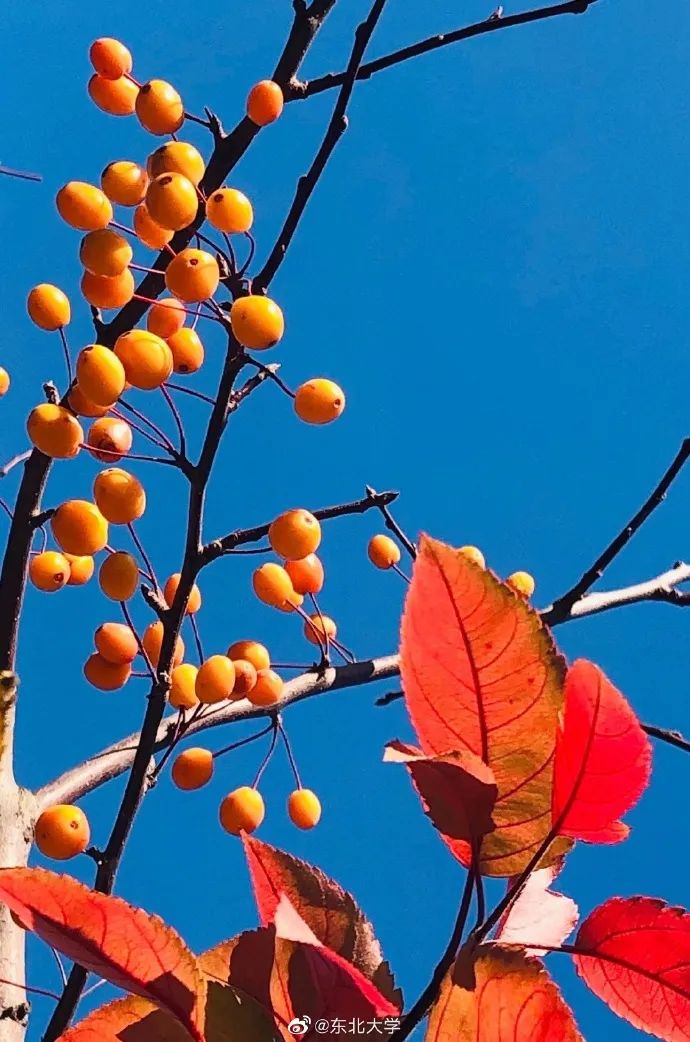 大学|高校“官宣”秋景来了，有你的校园记忆吗？