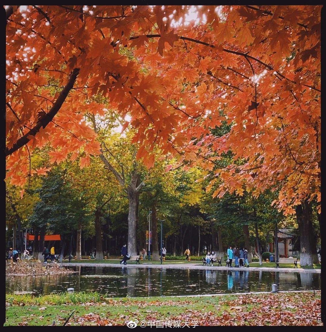 大学|高校“官宣”秋景来了，有你的校园记忆吗？