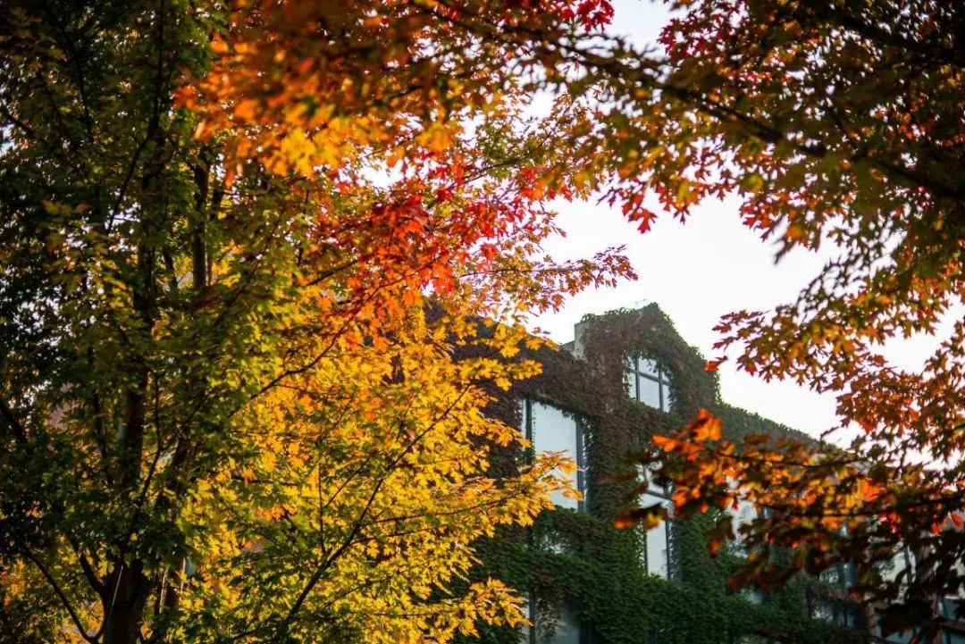 大学|高校“官宣”秋景来了，有你的校园记忆吗？