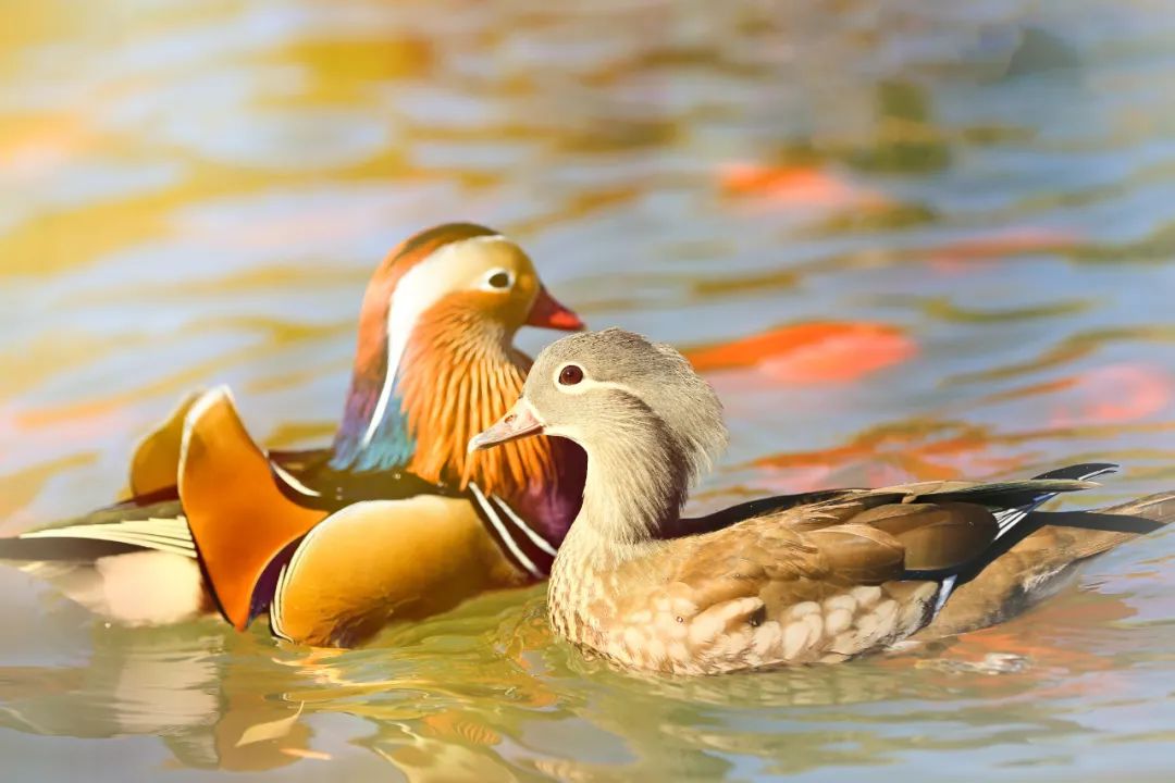 大学|高校“官宣”秋景来了，有你的校园记忆吗？