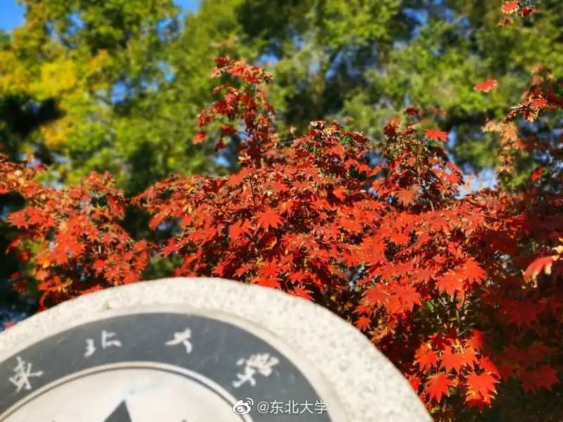大学|高校“官宣”秋景来了，有你的校园记忆吗？