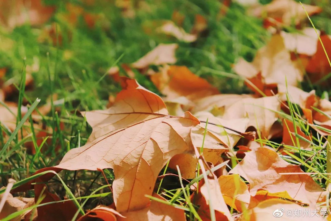 大学|高校“官宣”秋景来了，有你的校园记忆吗？