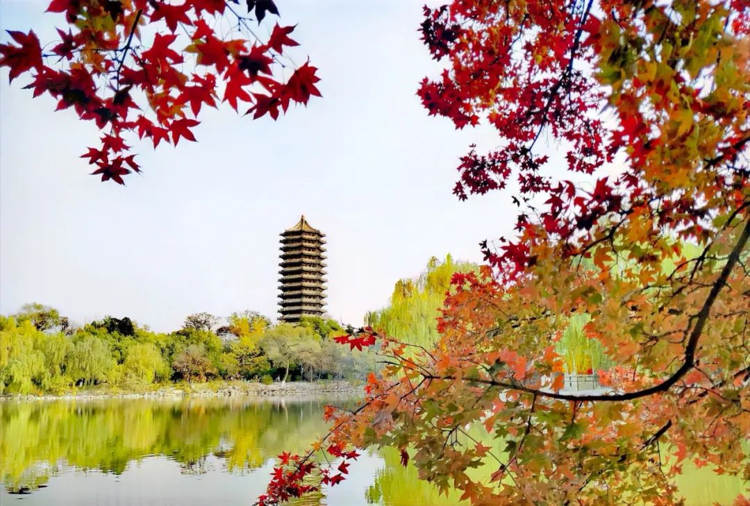 大学|高校“官宣”秋景来了，有你的校园记忆吗？