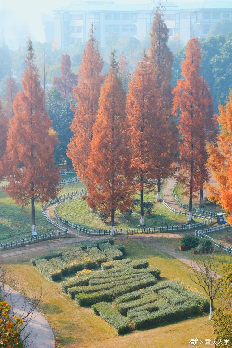 大学|高校“官宣”秋景来了，有你的校园记忆吗？