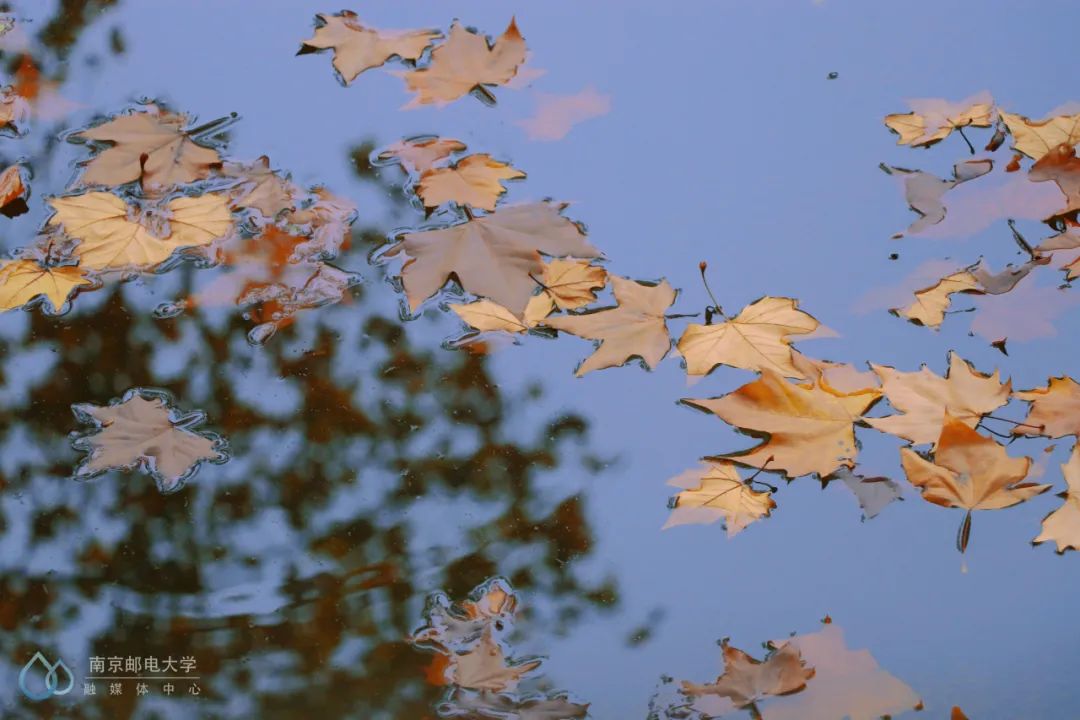 大学|高校“官宣”秋景来了，有你的校园记忆吗？