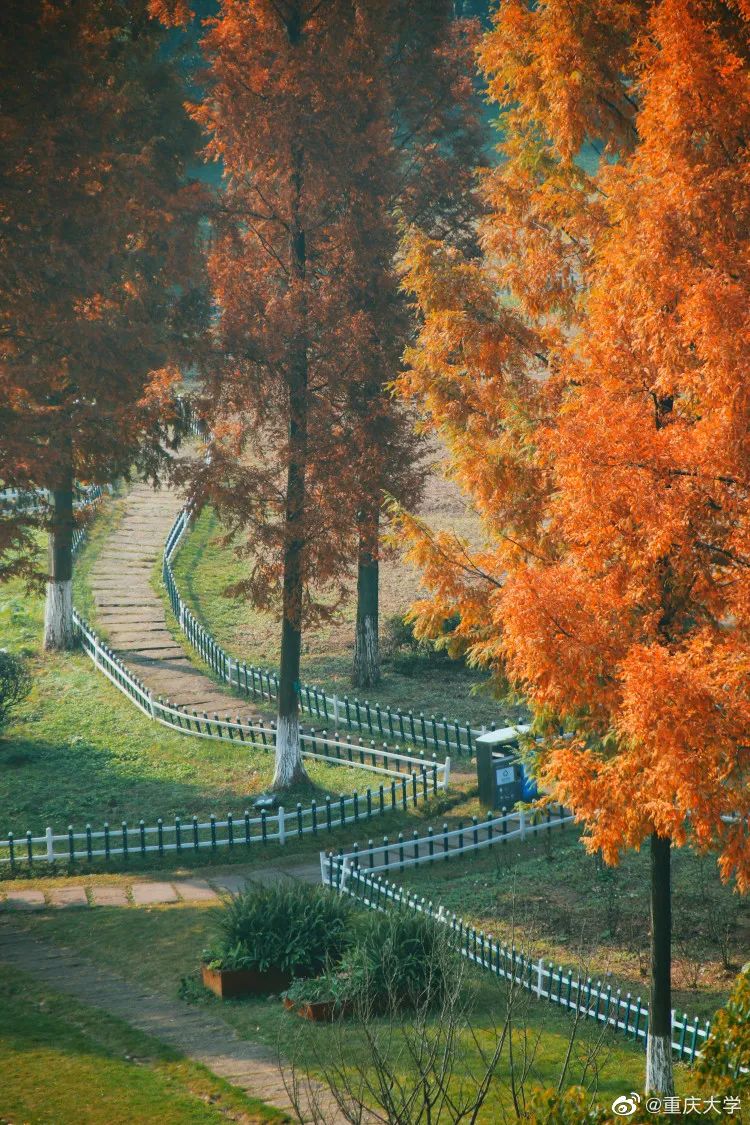 大学|高校“官宣”秋景来了，有你的校园记忆吗？