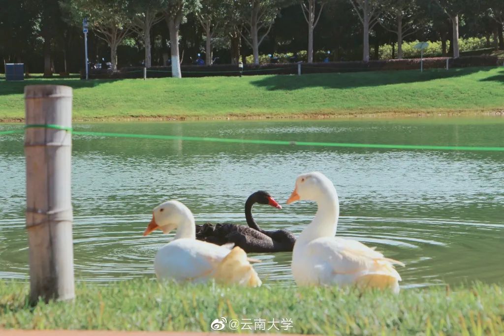 大学|高校“官宣”秋景来了，有你的校园记忆吗？