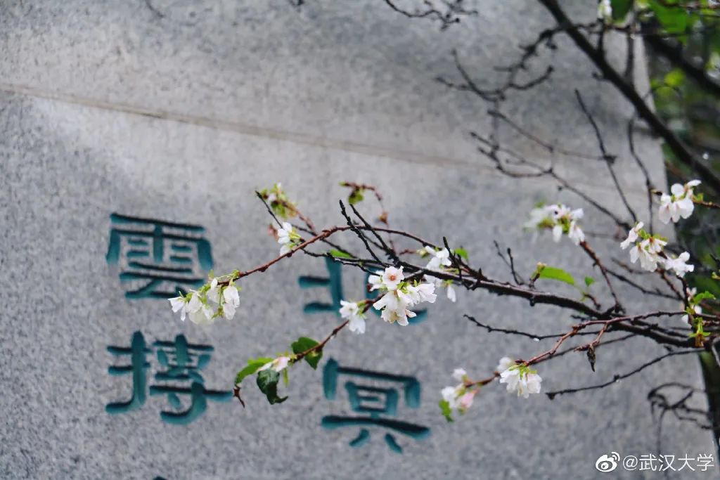 大学|高校“官宣”秋景来了，有你的校园记忆吗？