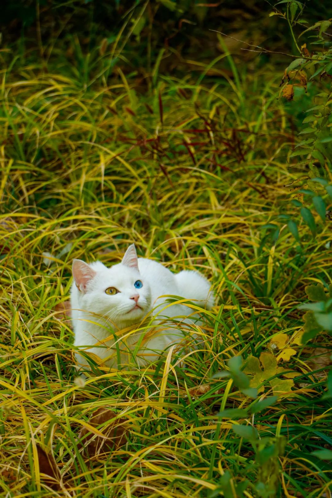 大学|高校“官宣”秋景来了，有你的校园记忆吗？