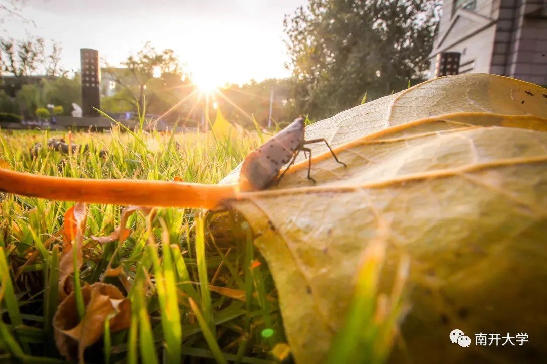 大学|高校“官宣”秋景来了，有你的校园记忆吗？