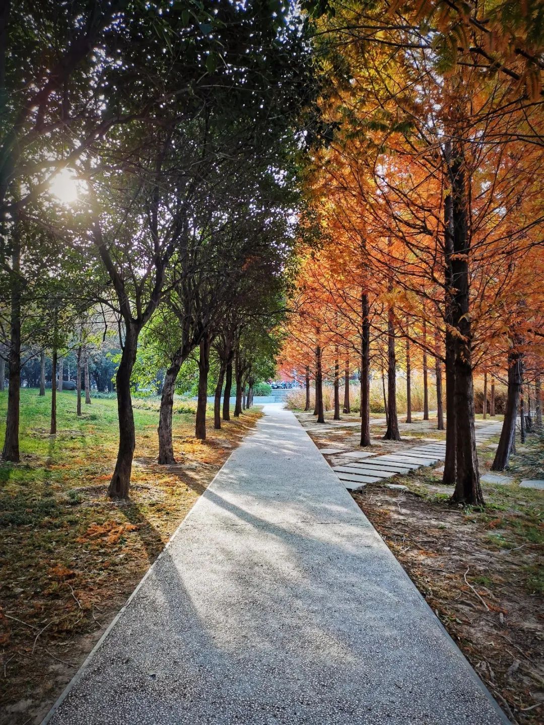 大学|高校“官宣”秋景来了，有你的校园记忆吗？