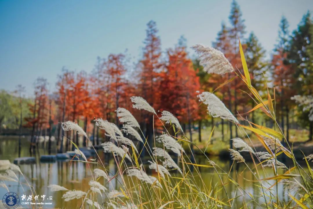 大学|高校“官宣”秋景来了，有你的校园记忆吗？