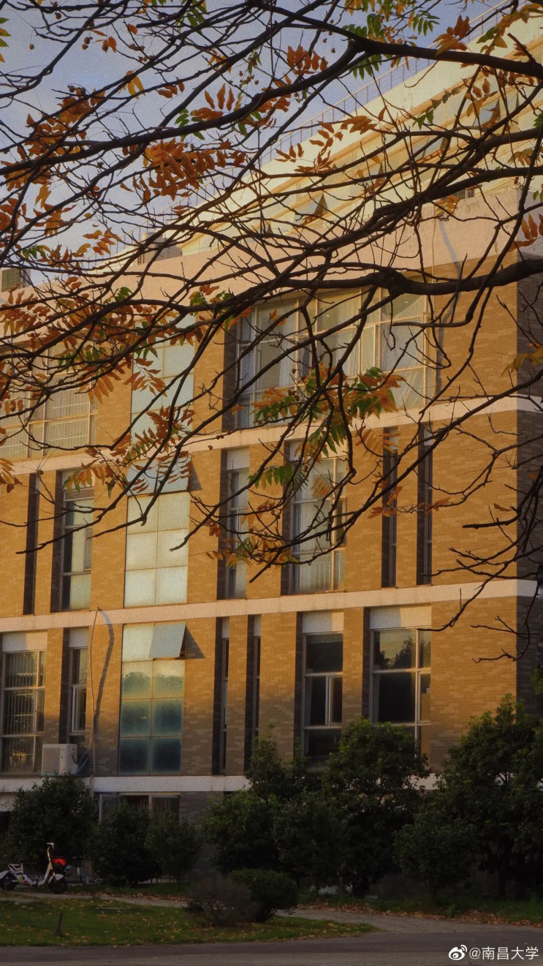 大学|高校“官宣”秋景来了，有你的校园记忆吗？