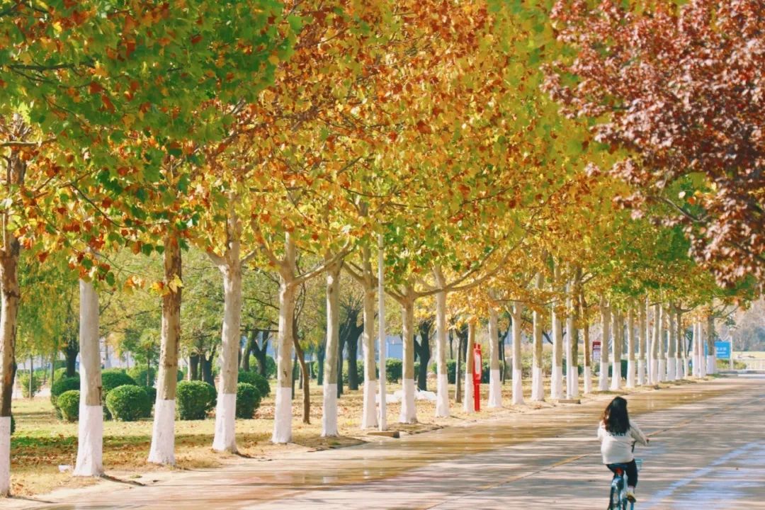 大学|高校“官宣”秋景来了，有你的校园记忆吗？