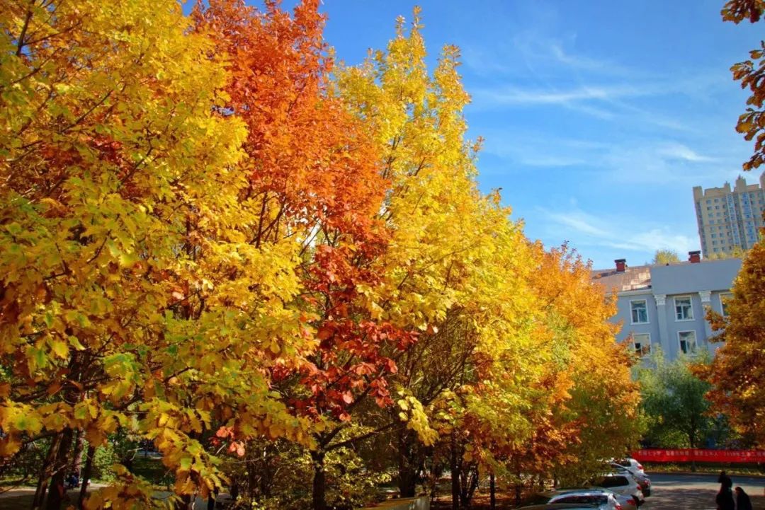 大学|高校“官宣”秋景来了，有你的校园记忆吗？