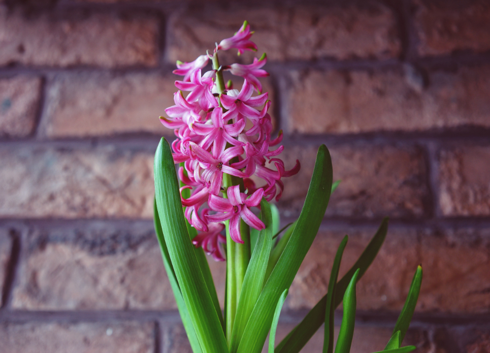 养好风信子 掌握好4个关键点 新手也能出漂亮的风信子 人民号