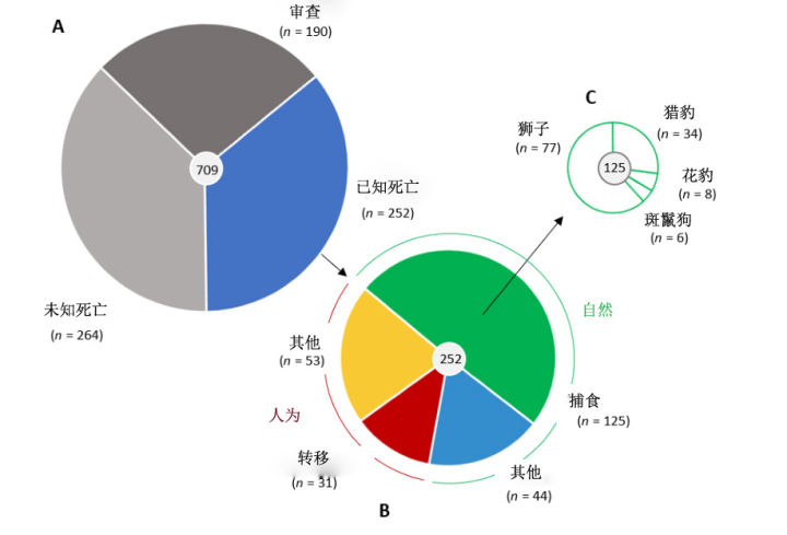 老虎|把狮子、老虎、猎豹关在一起，谁会首先淘汰？谁会最终胜出？