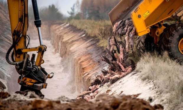 一辆卡车将死去的水貂倒进沟里(来源:法新社)