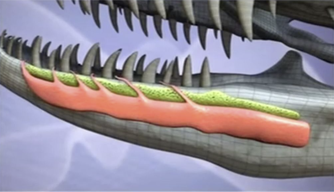 科莫多巨蜥|科莫多巨蜥嘴里的致命细菌那么多，如果不小心咬破舌头，会死吗？