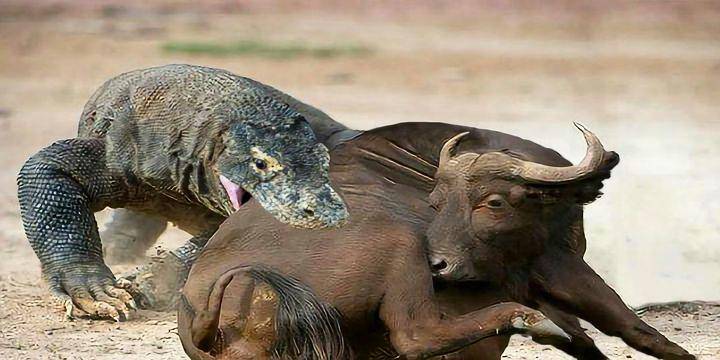 科莫多巨蜥|科莫多巨蜥嘴里的致命细菌那么多，如果不小心咬破舌头，会死吗？